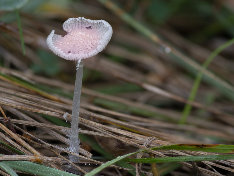 Coprinopsis pseudonivea